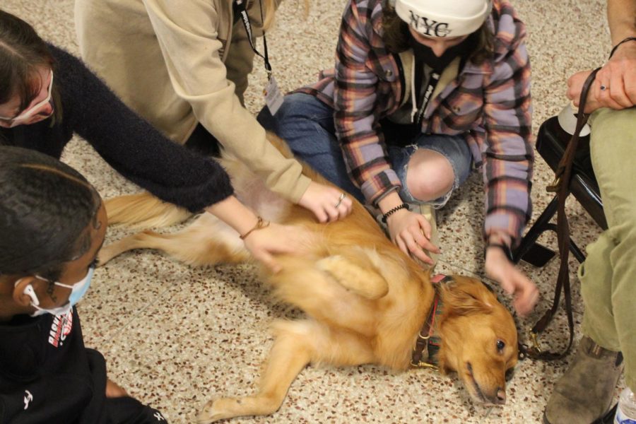 Ruby, a golden retriever, relaxes as she gets her stomach rubbed. Photo by Macy Waddle.