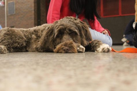 Benny, one of the five dogs brought on Tuesday, relaxes on the ground in between lunches. Photo by Macy Waddle. 