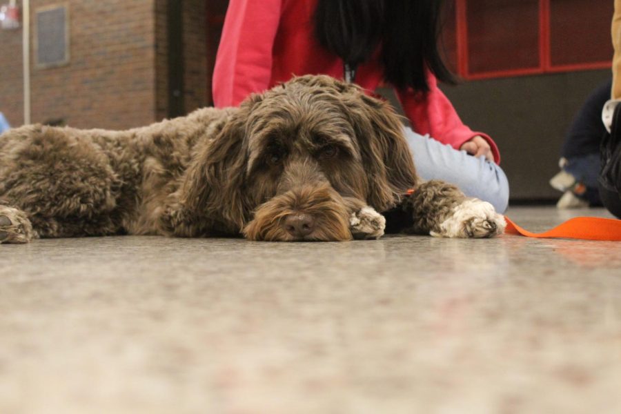 Benny, one of the five dogs brought on Tuesday, relaxes on the ground in between lunches. Photo by Macy Waddle. 