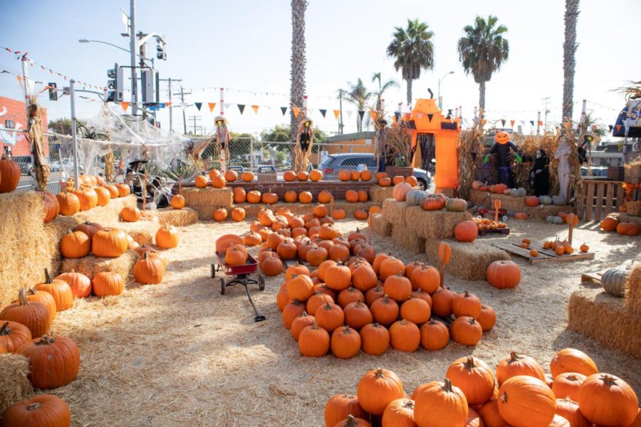 Pumpkin patches are a popular fall activity