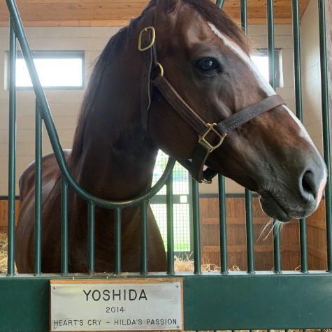 The horse Yoshida leans out of its stable. Photo by Katie Dikes.
