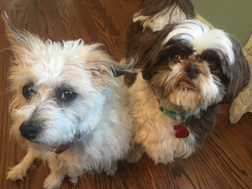 Two dogs rescued by Chelsea’s Legacy, a nonprofit rescue center.