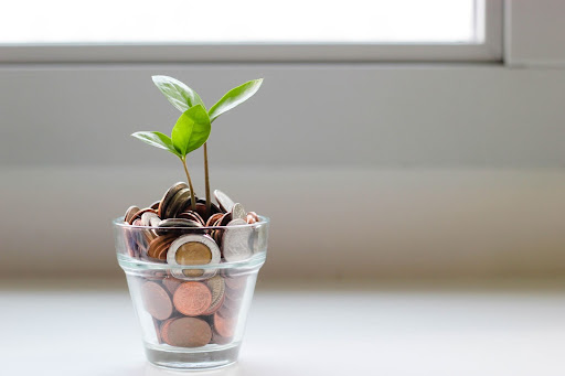 These financial tips should help your money grow just like a plant. Photo by micheile dot com on Unsplash.