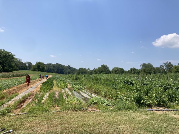 A Community Supported Agriculture farm, Need More Acres Farm in Scottsville, Ky. Photo by Grace Fridy. 