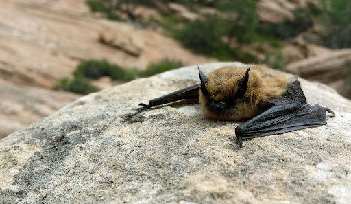 Day 1: Big Brown Bat by BLMUtah is marked with Public Domain Mark 1.0.
